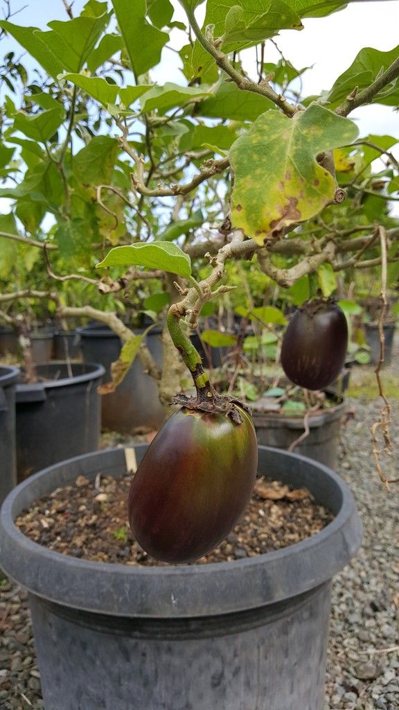 Seattle Garden & Fruit Adventures Frankie's Nursery in Oahu Tropical